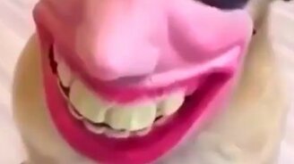 Прикольный намордник - смотреть видео (0:15)