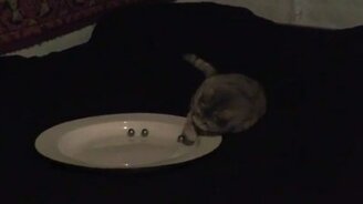 Шарики и игривая кошка - смотреть видео (2:26)