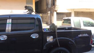 Обезьяны разбойничают - смотреть видео (0:42)