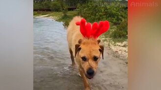 Рождественско-новогодние приколы с питомцами - смотреть видео (10:22)