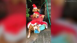 Рождественское трио купается - смотреть видео (1:16)