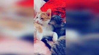 Весёлые коты, кошки и котята - смотреть видео (11:08)