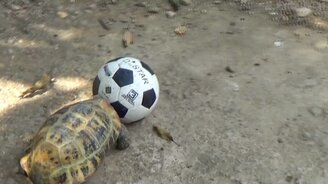 Черепаха-футболистка - смотреть видео (2:28)