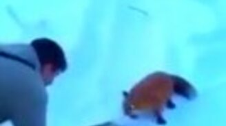 Самая наглая лиса - смотреть видео (1:51)