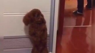 Мастерские прятки собаки - смотреть видео (0:10)