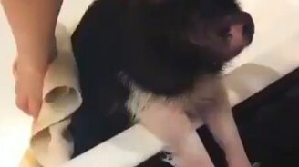 Я вымылся, встречайте! - смотреть видео (0:59)