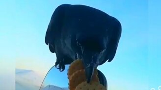 Голод - не тётка! - смотреть видео (0:20)