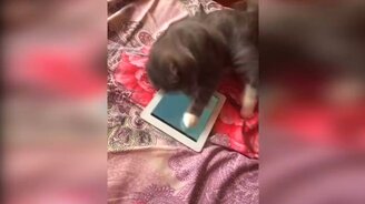 Задор от котов и кошек - смотреть видео (11:13)