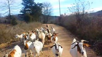 Стадо нашло своего вожака - смотреть видео (0:17)