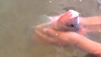 Парень ласкает рыбёшку - смотреть видео (0:46)