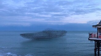 Планирующая стая птиц - смотреть видео (0:32)