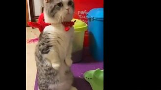 Милейшие и прикольные кошки - смотреть видео (10:24)