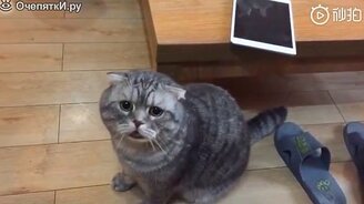 Серенький кот-сирена - смотреть видео (0:15)