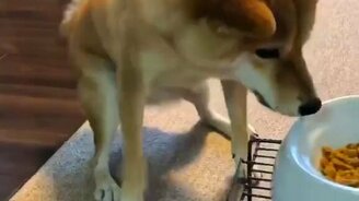 Собачья выдержка - смотреть видео (0:18)