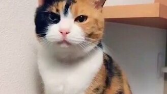 Котик, ты счастлив? - смотреть видео (0:10)