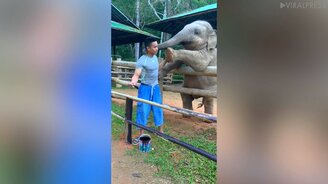 Поиграй со слонёнком! - смотреть видео (0:36)