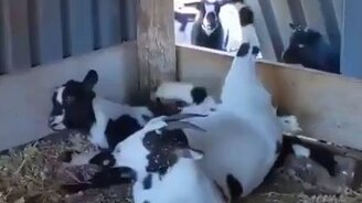 Гости первого января... - смотреть видео (0:36)