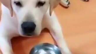 Отдай моему другу еду! - смотреть видео (0:11)