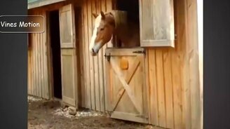 Симпатичные и смешные лошади - смотреть видео (10:39)