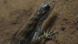 Водяная ящерица - смотреть видео (3:10)