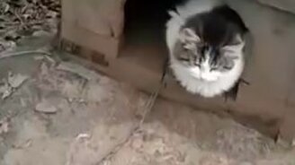 Необычный охранник - смотреть видео (0:13)