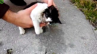 Освобождение кота из банки - смотреть видео (1:03)