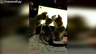 Весёлые и симпатичные кошки - смотреть видео (9:34)