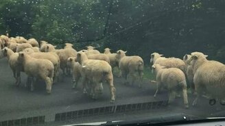 Пробка в Новой Зеландии - смотреть видео (1:06)