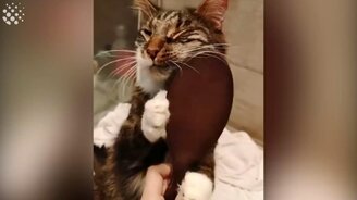 Когда питомцы нуждаются в нас - смотреть видео (3:50)