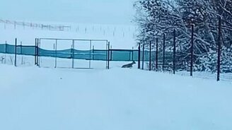 Спасение оленя, повисшего на заборе - смотреть видео (0:56)