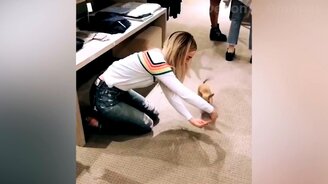 Самые весёлые собаки и кошки - смотреть видео (13:26)