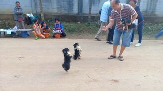 Цирковые чихуахуа - смотреть видео (0:54)