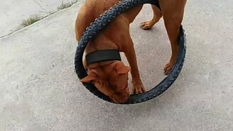 Пёс и велосипедная шина - смотреть видео (0:44)