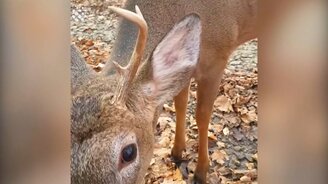 Дружелюбный оленёнок - смотреть видео (6:16)