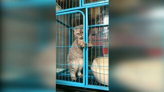 Весёлые кошки и коты - смотреть видео (10:43)