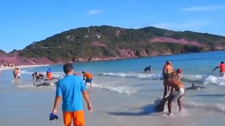 Человек спасает зверя - смотреть видео (14:22)