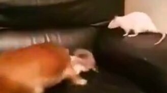 Это моя добыча, отстань! - смотреть видео (0:35)