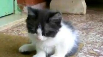 Котёнок засыпает - смотреть видео (1:49)