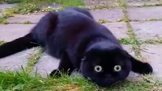 Кот, который охотится - смотреть видео (0:15)