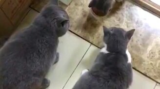 Когда в семье правит жена - смотреть видео (0:15)