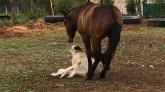 Лошадь играет с собакой - смотреть видео (1:00)