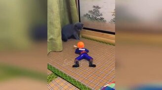 Прикольные мгновенья с кошками - смотреть видео (10:31)