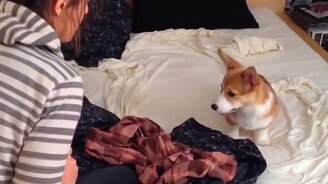 Симпатичные и смешные корги - смотреть видео (10:34)