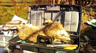 Кошка-инструмент - смотреть видео (0:32)