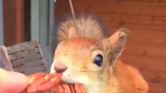 Очень запасливая белочка - смотреть видео (0:49)