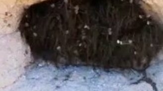 Паучки в пушистом комке - смотреть видео (0:50)