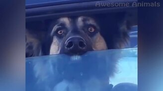 Милые и прикольные питомцы - смотреть видео (12:35)