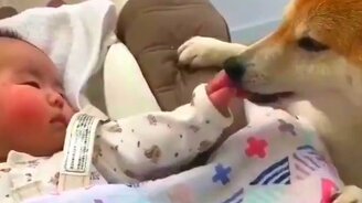 Пёс успокаивает малыша - смотреть видео (0:30)