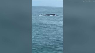 Невероятная встреча с китом - смотреть видео (0:55)