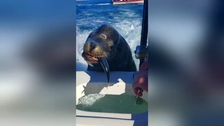 Кормим морского льва скумбрией - смотреть видео (3:11)